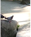 鳩🐦の「ペットグッズ(ペットウェア)」