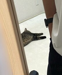 ねこ | その他