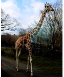 animalの「オールインワン・サロペット(つなぎ/オールインワン)」