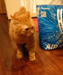 立ち飲み屋のネコさん | 呑み屋さんのネコさん(その他)