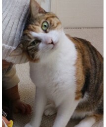 コムギ | その他