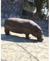 カバ寝てる。 | その他