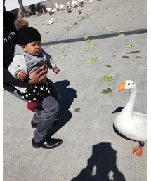 ガチョウたくさん | その他