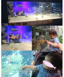 生物園🐟🐒🦋🐢 | その他