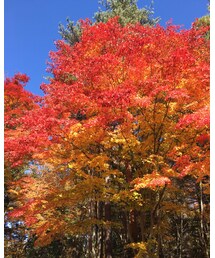 紅葉綺麗だ‼️ | その他