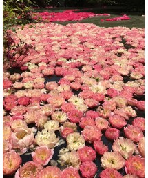 池に芍薬 | その他