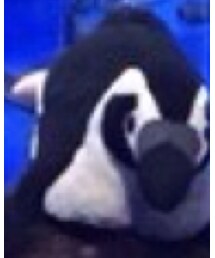Penguin | カチューシャ