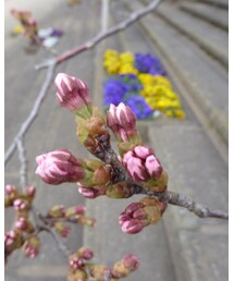 昨日の一目千本桜🌸 | その他