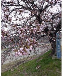 4/8午前中の一目千本桜🌸 | その他