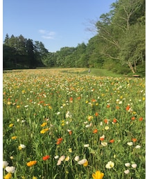 ポピー畑 | その他