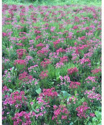 チェリーソルベ | その他