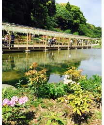ふじ棚きれい！ | ふじ棚 きれい！(その他)