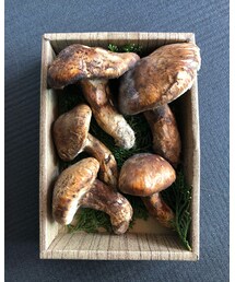 松茸 | ファッション雑貨