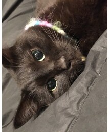 ぐうたらなうちの猫ウニちゃん | その他