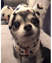 被りもんが似合うちーたん | その他