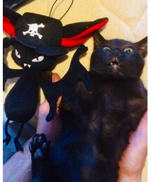 コウモリウニちゃん | 雑貨/ホビー