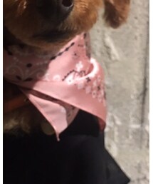 UNIQLO | マフラー