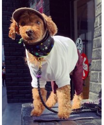 前 | ペットウェア