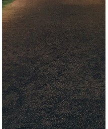 adidas | Tシャツ/カットソー