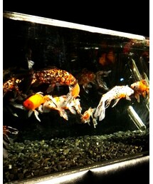 金魚♪ | その他