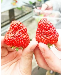 いちご狩り🍓 | いちご狩り🍓(ラッピングキット)