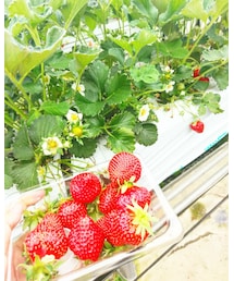 いちご狩り🍓 | いちご狩り🍓(ラッピングキット)