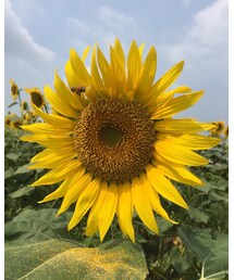 OLD NAVY | サンダル