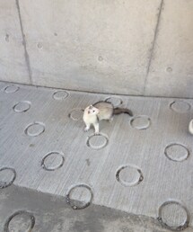 フェレット | その他