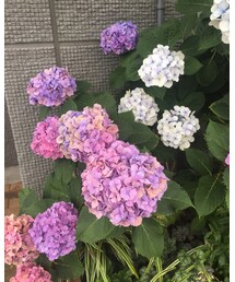 紫陽花 | その他