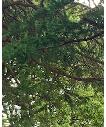 Avail | アクセサリー