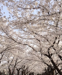 桜 | 満開♡(福袋/福箱)
