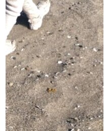 瞬足 | スニーカー