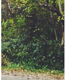 UNIQLO | シャツ/ブラウス