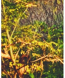 Pretty Green | ダウンジャケット/コート