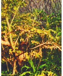 JOURNAL STANDARD | Tシャツ/カットソー