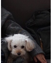 Numero74 | バックパック/リュック