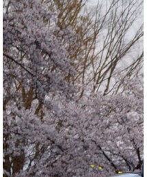 MERRELL | スリッポン