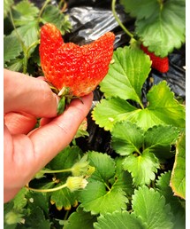 🍓狩り．ピカチュウ形 | その他