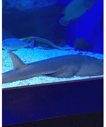 さめちゃん | その他