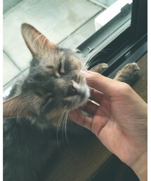 ねこ🐈 | その他