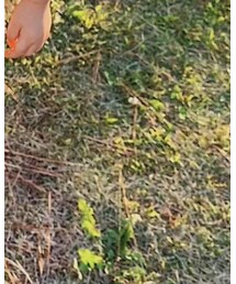 no brand | パンツ