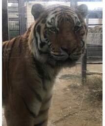 カメラ目線のトラさん☻ | その他