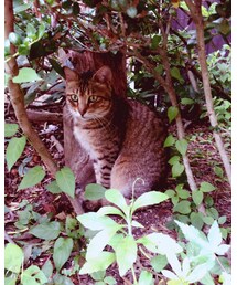 ねこさん🐈 | Photo by kskくん📸(その他)