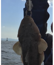 淡路島産コチ🐟 | その他