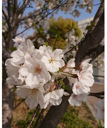 桜🌸 | その他