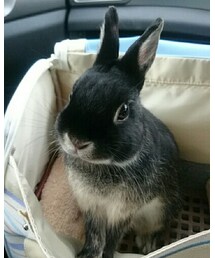 くろうさまる | その他