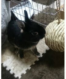 くろうさまる | その他