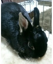 くろうさまる | その他