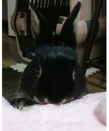 くろうさまる | その他