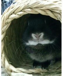 くろうさまる | その他